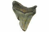 Bargain, Megalodon Tooth - North Carolina #152843-1